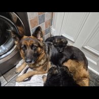 German Shepherd (Alsatian)