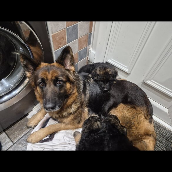 German Shepherd (Alsatian)