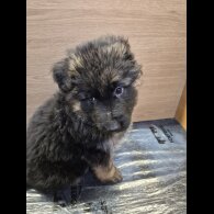 German Shepherd (Alsatian)