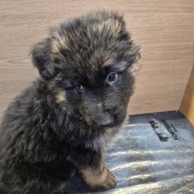 German Shepherd (Alsatian)