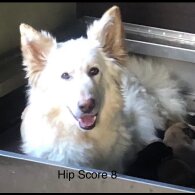 German Shepherd (Alsatian)