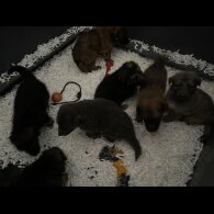 German Shepherd (Alsatian)