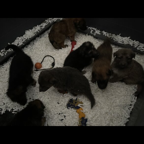 German Shepherd (Alsatian)