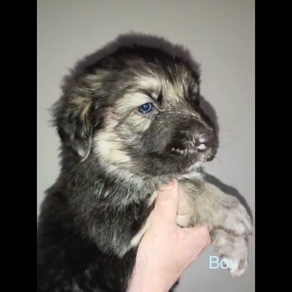 German Shepherd (Alsatian)