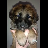 German Shepherd (Alsatian)