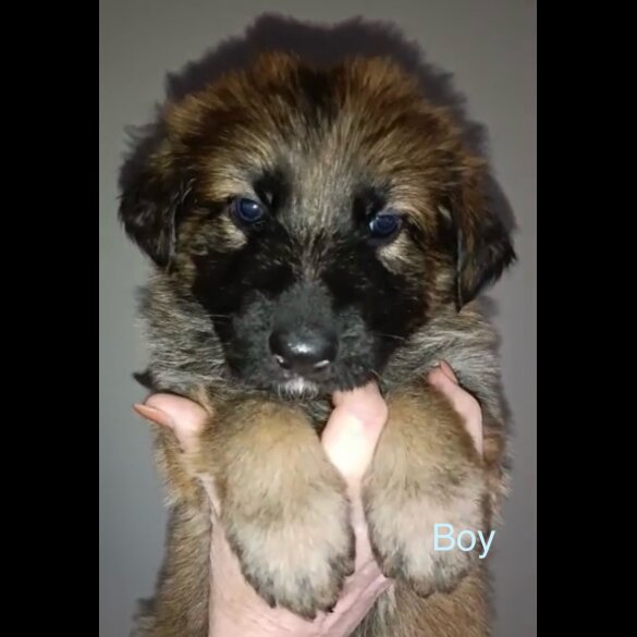 German Shepherd (Alsatian)