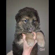 German Shepherd (Alsatian)