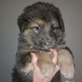 German Shepherd (Alsatian)