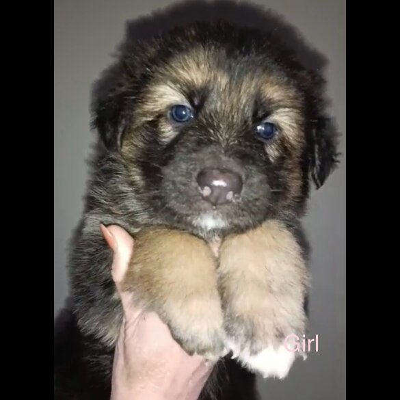 German Shepherd (Alsatian)