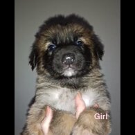 German Shepherd (Alsatian)