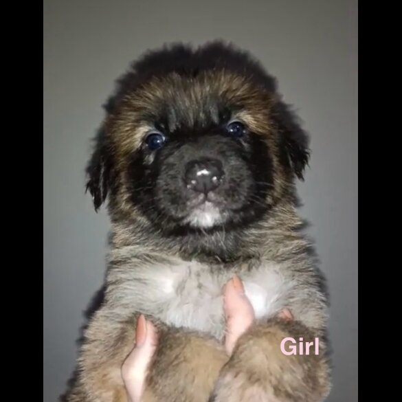 German Shepherd (Alsatian)