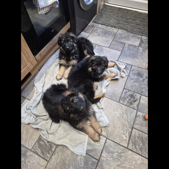 German Shepherd (Alsatian)