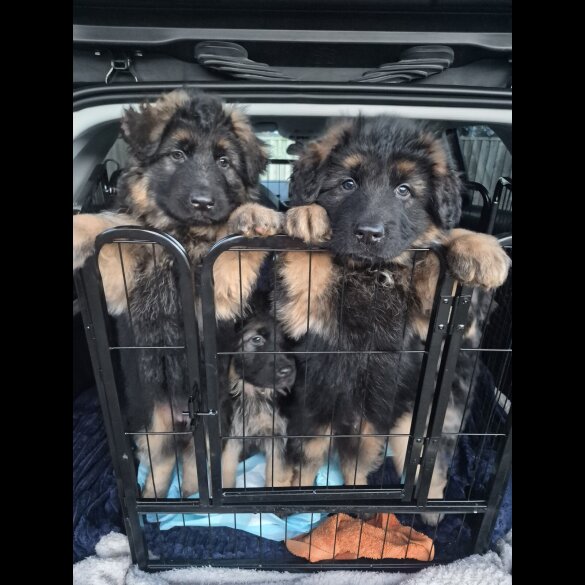 German Shepherd (Alsatian)