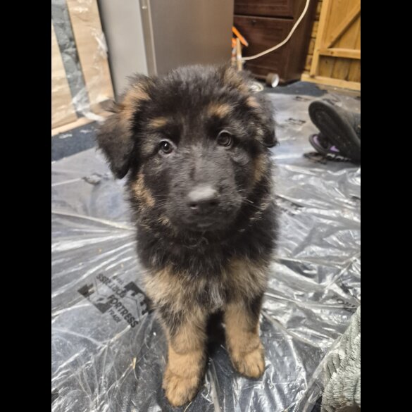 German Shepherd (Alsatian)