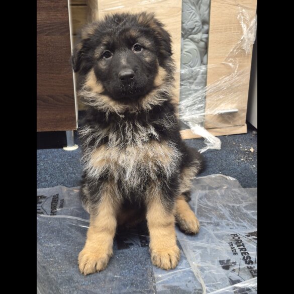 German Shepherd (Alsatian)