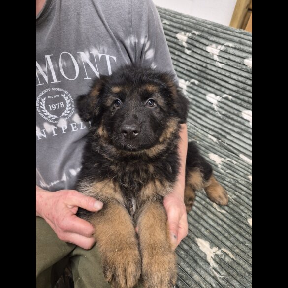 German Shepherd (Alsatian)