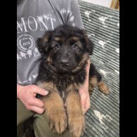 German Shepherd (Alsatian)