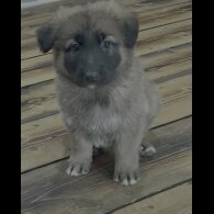 German Shepherd (Alsatian)