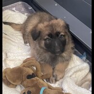 German Shepherd (Alsatian)