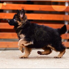 German Shepherd (Alsatian)
