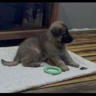 German Shepherd (Alsatian)