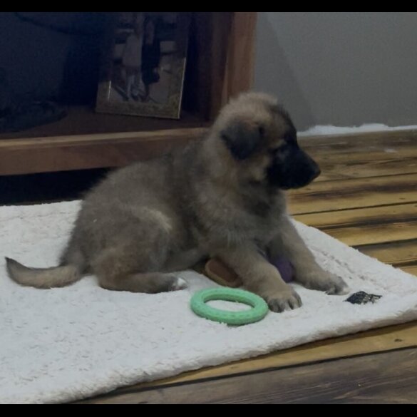 German Shepherd (Alsatian)