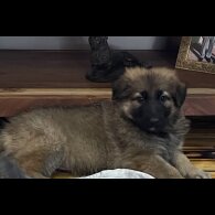 German Shepherd (Alsatian)