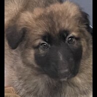 German Shepherd (Alsatian)