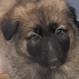 German Shepherd (Alsatian)