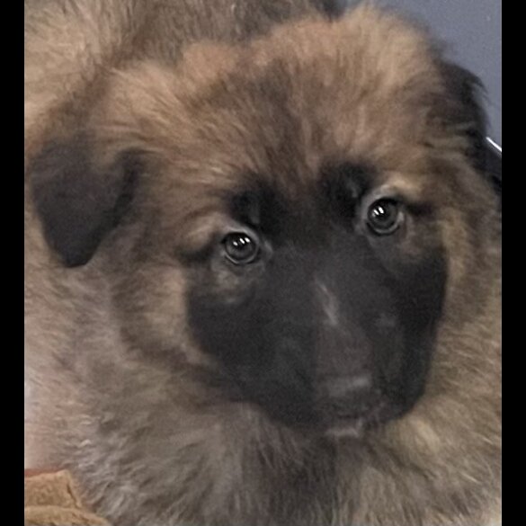 German Shepherd (Alsatian)