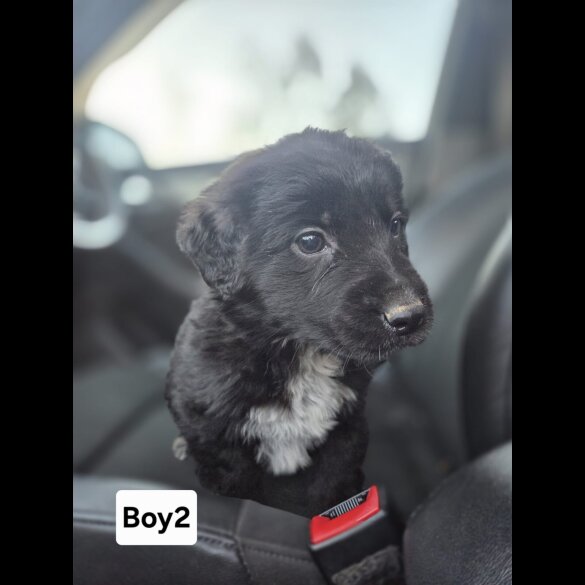 Cocker Spaniel (Working)