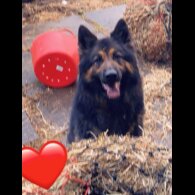 Cocker Spaniel (Working)