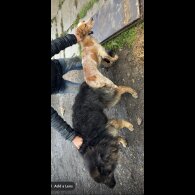 Cocker Spaniel (Working)