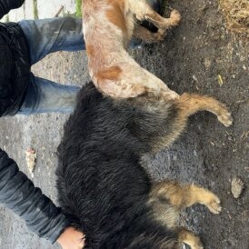 German Shepherd (Alsatian)