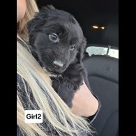 Cocker Spaniel (Working)