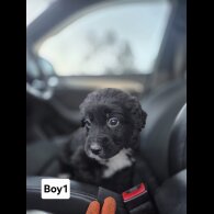 Cocker Spaniel (Working)