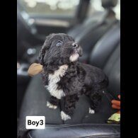 Cocker Spaniel (Working)