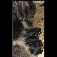 Cocker Spaniel (Working)