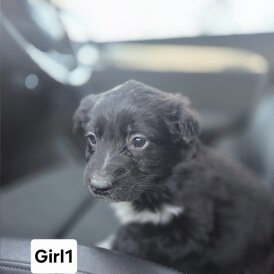 Cocker Spaniel (Working)