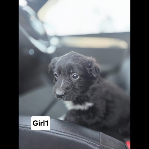 Cocker Spaniel (Working)