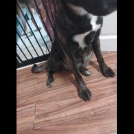 Staffordshire Bull Terrier