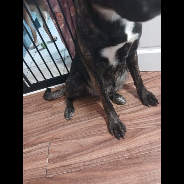 Staffordshire Bull Terrier