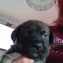 Staffordshire Bull Terrier