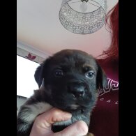 Staffordshire Bull Terrier