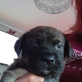 Staffordshire Bull Terrier