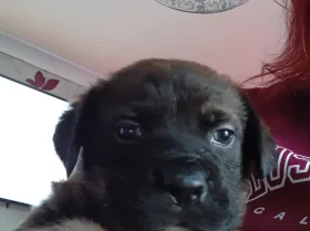 Staffordshire Bull Terrier
