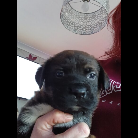 Staffordshire Bull Terrier