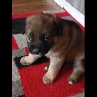 Staffordshire Bull Terrier