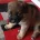 Staffordshire Bull Terrier