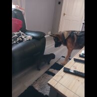 Staffordshire Bull Terrier